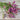 Twilight Lavender Statice - Flowers