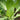 Vates Collards (75 days) - Vegetables
