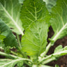 Vates Collards (75 days) - Vegetables