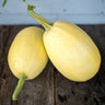 Vegetable Spaghetti Winter Squash (Heirloom 100 Days) - Vegetables