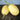 Vegetable Spaghetti Winter Squash (Heirloom 100 Days) - Vegetables