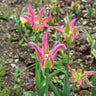 Virichic Tulip - Fall