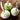 White Sweet Spanish Onion (110 Days) - Vegetables