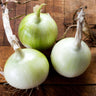 White Sweet Spanish Onion (110 Days) - Vegetables