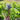 Wild Garden Mild Mustard Mix (45 Days) - Vegetables