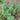 Wormwood - Herbs