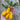 Yellow Pear Tomato (Heirloom 80 Days) - Vegetables