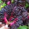 Black Dragon Coleus - Flowers