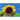 Sunflower - Black Russian - Flowers
