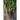 Black Salsify Scorzonera (Heirloom 120 Days) - Vegetables