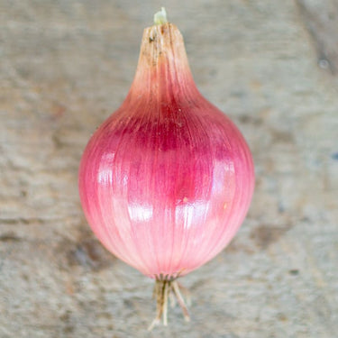 Blush Onion (F1 Hybrid 115 Days) - Vegetables