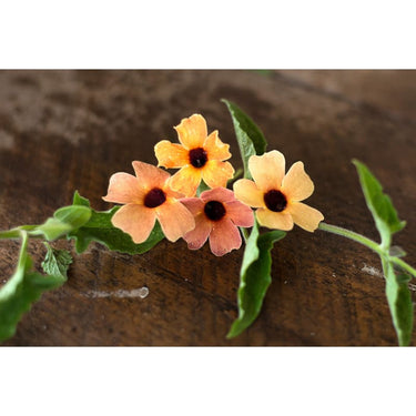 Blushing Susie Thunbergia - Flowers