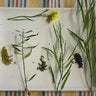 Brown Mustard - Herbs