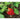 Buran Pepper (Heirloom 90 Days) - Vegetables