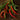 Cayenne-Long Pepper (Heirloom 70 Days) - Vegetables