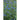 Chinese Forget-Me-Not
