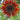 Chocolate Sunflower - Flowers