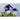 Pansy - Cool Wave Series Berries N Cream Mix - Flowers