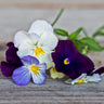 Cool Wave Berries n’ Cream Mix Pansy - Flowers