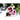 Hollyhock - Creme De Cassis - Flowers
