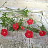 Cardinal Climber - Flowers