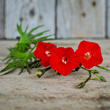 CYPRESS CLIMBER - Flowers