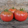 Damsel Tomato (Organic F1 Hybrid 73 Days) - Vegetables