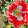 Danish Flag Poppy - Flowers