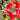 Danish Flag Poppy - Flowers