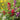 Double Camelia Mix Balsam - Flowers