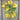 Double Delight Cream Nasturtium - Flowers