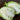 Early Jersey Wakefield Cabbage (Heirloom 60-75 Days) - Vegetables