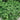 Emerald Falls Dichondra - Flowers
