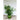 Fernleaf Dill - Herbs