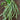 Fortex Pole Bean (60 Days) - Vegetables