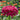 Giant Wine Zinnia - Flowers