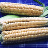 Golden Bantam Corn (Heirloom 78 Days) - Vegetables