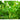 Golden Sweet Snow Pea (Heirloom 67 Days) - Vegetables