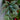 Gryphon Begonia - Flowers