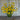 Helen’s Flower Helenium