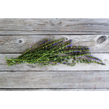 Hyssop - Herbs