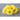 Calendula - Lemon Cream - Flowers