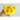 Calendula - Lemon Cream - Flowers