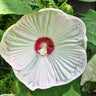 Luna White Hibiscus - Flowers