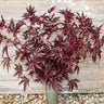 Mahogany Splendor Hibiscus - Flowers