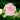 Majorette Mix Hollyhock - Flowers