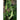 Mammoth Melting Sugar Snow Pea (Heirloom 65-75 Days) - Vegetables