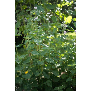 Marshmallow - Herbs