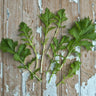 Mizuna Greens (Heirloom 43 Days) Vegetables