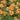 Orange Gem Marigold